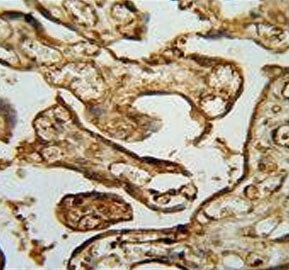IHC testing of FFPE human placental tissue with MPP1 antibody. HIER: steam section in pH6 citrate bu