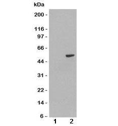 Western blot of HEK293 lysate overexpressing human PAX8A probed with PAX8 antibody at 1ug/ml [mock t