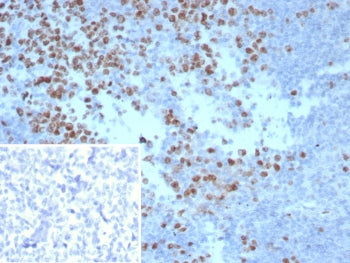 IHC staining of FFPE human tonsil tissue with Ki67 antibody (clone MKI67/8743). Inset: PBS used in p