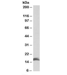 CUTA Antibody