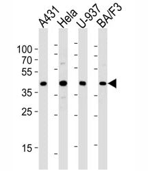Western blot analysis of lysate from A431, HeLa, U-937, BA/F3 cell lines using PGK1 diluted at 1:100