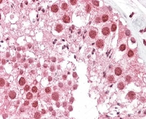 IHC testing of FFPE human testis with MSH5 antibody at 4ug/ml. HIER: steamed with pH6 citrate buffer