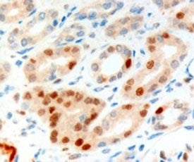 IHC testing of FFPE human kidney with Scraps antibody at 10ug/ml. HIER: Microwave with pH9 Tris/EDTA