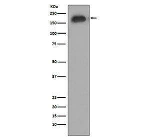 Western blot testing of lysate from HUVEC cells treated with EGF, with phospho-EGFR antibody. Expect