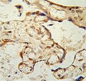 IHC testing of FFPE human placental tissue with Paraoxonase 2 antibody. HIER: steam section in pH6 c