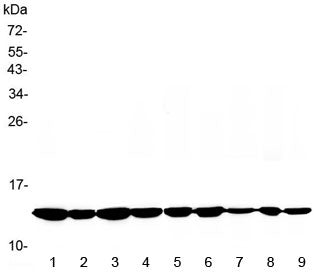 Western blot testing of 1) rat brain, 2) rat heart, 3) mouse brain, 4) mouse heart and human 5) HeLa