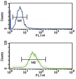 Cofilin 1 Antibody