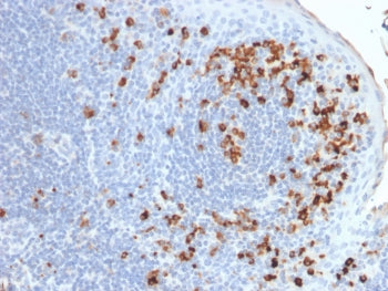 IHC testing of FFPE human tonsil tissue with recombinant Kappa antibody (clone rKLC264). Required HI