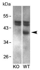 Western blot testing of mouse brain and KO mouse brain lysates with RCAN1 antibody at 1ug/ml.