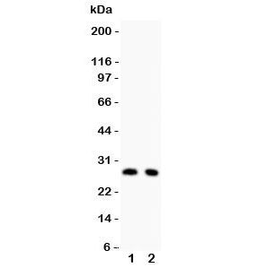 p27KIP1 Antibody