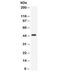 CD33 Antibody
