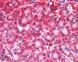 IHC testing of FFPE human pancreas with CARD6 antibody at 5ug/ml. HIER: steamed with pH6 citrate buf