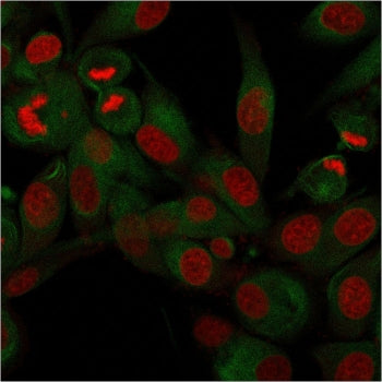 CD68 Antibody