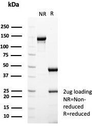 SDS-PAGE analysis of purified, BSA-free ESR1 antibody (clone ESR1/8206) as confirmation of integrity