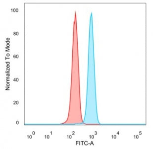 FOXI1 Antibody / Forkhead Box I1