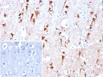 NECAB1 Antibody / N-terminal EF-hand calcium binding protein 1