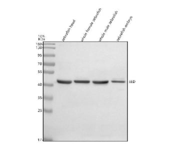 Western blot analysis of EED protein using Zebrafish Eed antibody and 1) zebrafish head, 2) whole fe