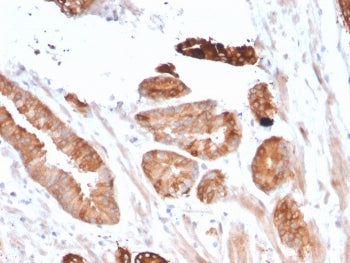 CD135 Antibody / FLT3