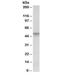 Western blot testing of mouse lung lysate with Synaptotagmin-2 antibody at 0.1ug/ml. Predicted molec