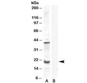 GPX7 Antibody