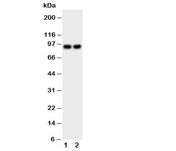 MALT1 Antibody