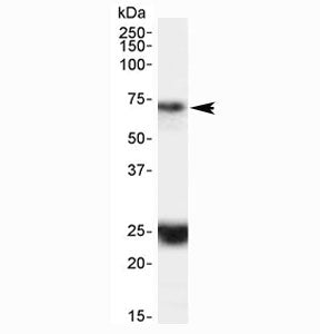 Western blot testing of human hippocampus lysate with HAP1 antibody at 0.1ug/ml. The expected ~70 kD