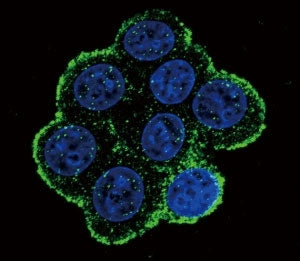 Confocal immunofluorescent analysis of BMPR1A antibody with 293 cells followed by Alexa Fluor 488-co