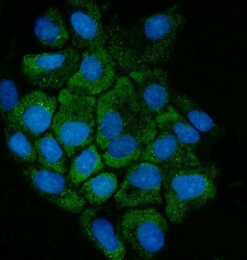 Immunofluorescent staining of FFPE human A431 cells with Cystathionase antibody (green) and DAPI nuc