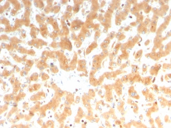 IHC staining of FFPE human liver tissue with Coagulation Factor VII antibody (clone F7/3512). HIER: 