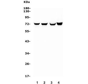 Western blot testing of 1) rat lung, 2) rat skeletal muscle, 3) mouse lung and 4) mouse NIH 3T3 lysa