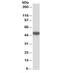 Western blot testing of HeLa lysate with Keratin 18 antibody at 0.1ug/ml. Predicted molecular weight