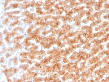 PON1 Antibody