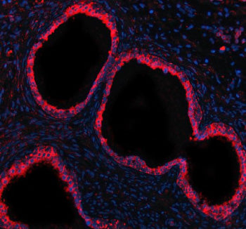Immunofluorescent staining of GCNT2 using anti-GCNT2 antibody (red). GCNT2was detected in a paraffin
