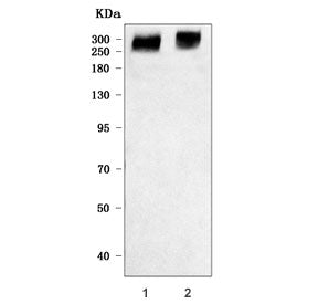 Western blot testing of human 1) placenta and 2) U-2 OS cell lysate with Fibrillin 2 antibody. Predi