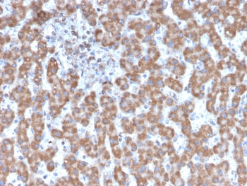 IHC testing of FFPE human liver tissue with Prohibitin antibody (clone PHB/3231). Required HIER: boi