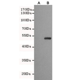 Western blot testing of (A) untransfected CHO-K1 cell lysate and (B) CHO-K1 transfected by pEGFP-C1-