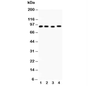 HSP90 Antibody / HSP90AA1