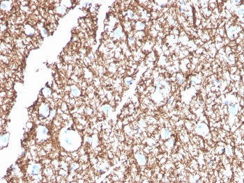 MBP Antibody / Myelin Basic Protein