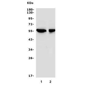 Western blot testing of 1) human HeLa and 2) monkey kidney lysate with SGK1 antibody. Expected molec