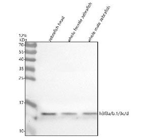 Western blot analysis of Histone H3 protein using Zebrafish Histone H3 antibody and 1) zebrafish hea