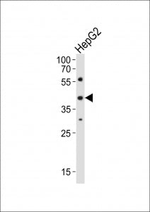 Lhx1 Antibody