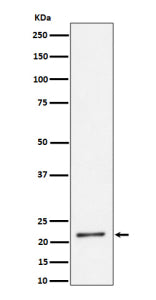 Western blot analysis of K27-linkage Specific Ubiquitin expression in human HeLa cell lysate using K