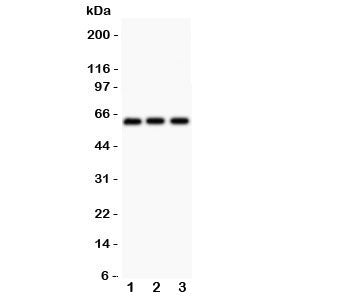 Perforin Antibody