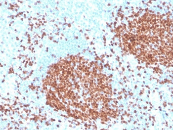 IHC staining of FFPE human tonsil with recombinant PAX5 antibody. HIER: boil tissue sections in pH 9