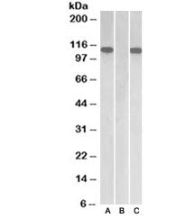 FURIN Antibody