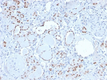 PAX8 Antibody