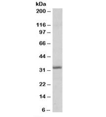 Western blot testing of human heart lysate with Pirin antibody at 0.3ug/ml. Predicted/observed molec
