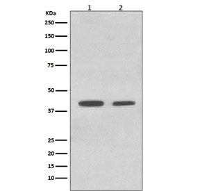 Western blot testing of human 1) HeLa and 2) K562 cell lysate with Mcad antibody. Predicted molecula