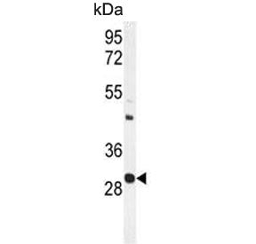 Western blot testing of mouse spleen tissue lysate with Upstream stimulatory factor 1 antibody. Pred