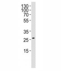 NRG1 Antibody